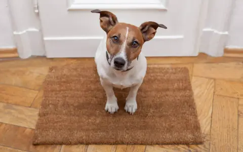 Jack Russell na wycieraczce, czekający na dźwięki. Proces odwrażliwiania psa na dźwięki wymaga cierpliwości.