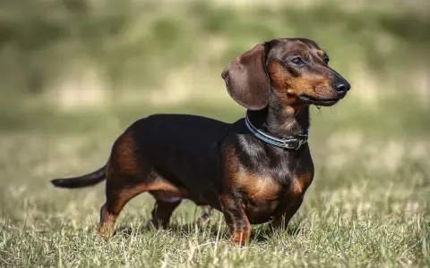 Jamnik z labradorem, pies rasy jamnik, stoi na trawie, z uszami opuszczonymi i wpatrzony w dal.