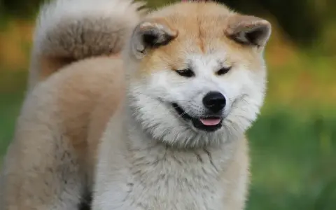 Uśmiechnięty pies rasy akita, z puszystym ogonem zawiniętym na grzbiecie, na tle zieleni.