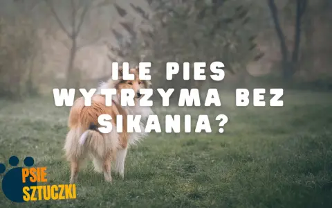 Pies rasy collie na trawie, z napisem "ILE PIES WYTRZYMA BEZ SIKANIA?".