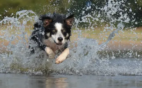 Rasa psa collie w pełnym biegu przez wodę, tworząc kaskadę bryzgów.