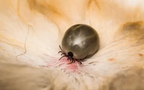 Kleszcz pożywia się krwią psa, grożąc babeszjozą. Widoczny jest jego okrągły, wypełniony odwłok i odnóża wbite w skórę.