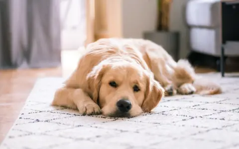Złoty retriever leży na dywanie, wyglądając na lekko zmartwionego. Może to być objaw gronkowca u psa, który wymaga uwagi weterynarza.