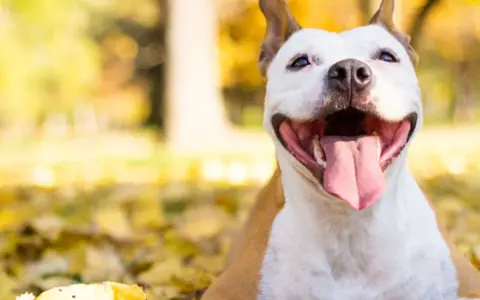 Uśmiechnięty pies rasy pitbull leży wśród jesiennych liści, ciesząc się ciepłym słońcem.