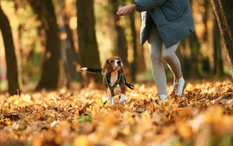 Jesienny spacer. Beagle wpatrzony w rękę opiekuna, zastanawia się, dlaczego pies chodzi za mną krok w krok.