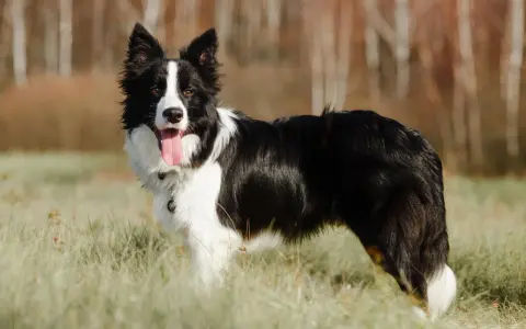 Piękny border collie w trawie, z językiem na wierzchu. Ile żyje border collie? Średnio 10-17 lat.