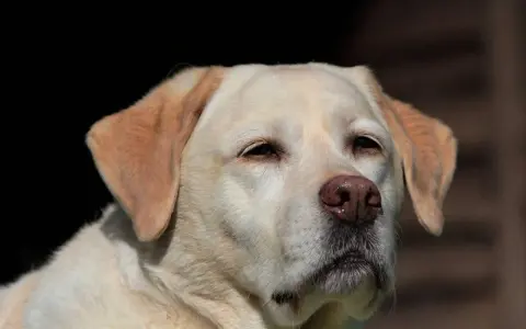 Uroczy labrador, idealny labrador dla dzieci, patrzy w dal z zaciekawieniem.