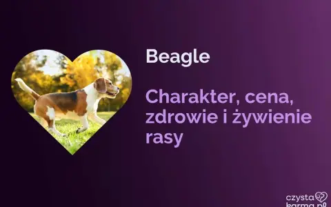 Radosny beagle piesek w sercu, biegnie po trawie. Informacje o rasie beagle: charakter, zdrowie, żywienie.