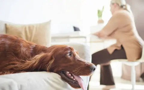 Rudy pies leży na kanapie, tęsknie patrząc na panią pracującą przy biurku. Czego nie lubią psy? Długiego czekania na uwagę!