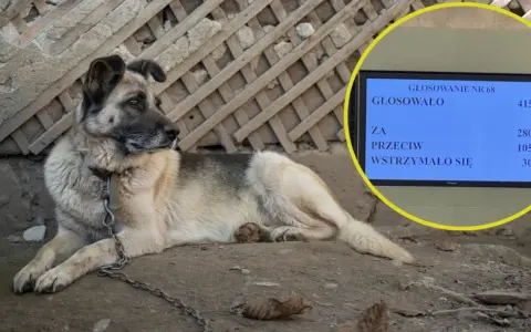 Pies na łańcuchu leży przy kamiennym murze. Obok ekran z wynikami głosowania: "Czy można trzymać psa na łańcuchu?".