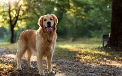 Szczęśliwy golden retriever stoi w parku, ciesząc się słońcem.