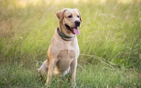 Uroczy, beżowy labrador siedzi na trawie. Zastanawiasz się, ile kosztuje labrador? Ten przyjacielski piesek jest gotowy na przygodę!