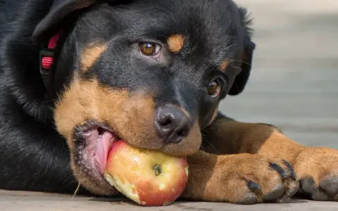 Szczeniak rottweilera gryzie jabłko, sprawdzając, czy pies może jeść jabłko.