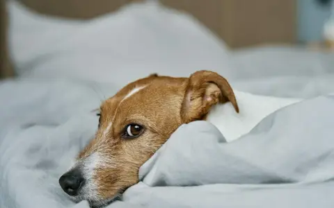 Smutny piesek leży na łóżku, zastanawiając się, dlaczego sika na łóżko.