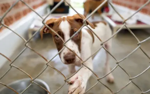 Małe pieski ze schroniska tęsknią za domem. Ten brązowo-biały maluch patrzy zza kraty, mając nadzieję na adopcję.