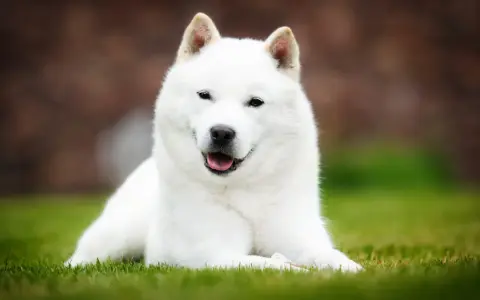 Biały pies rasy Hokkaido leży na trawie, z językiem na wierzchu.