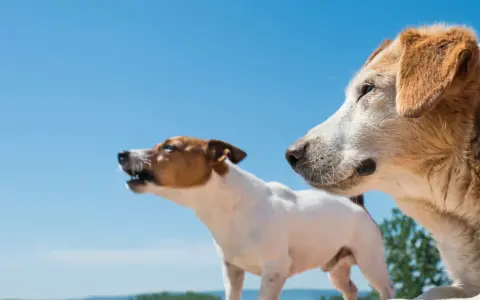 Dwa psy na tle błękitnego nieba. Mniejszy szczeka, większy patrzy w bok. Może to scena z poradnika jak przyzwyczaić psa do spania na dworze.
