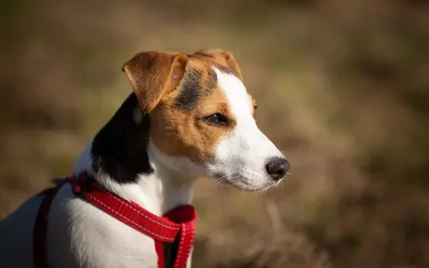 Uważny jack russel w czerwonej obroży, z zaciekawieniem obserwuje otoczenie.