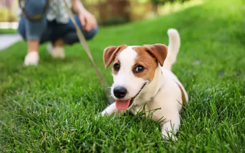 Szczeniak Jack Russell Terrier leży na trawie, ucząc się jak socjalizować szczeniaka. W tle widać osobę na kolanach.
