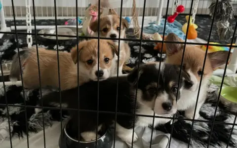 Urocze szczenięta corgi w klatce. Jak przyzwyczaić psa do klatki? Te maluchy już się aklimatyzują, otoczone zabawkami i wygodnym posłaniem.