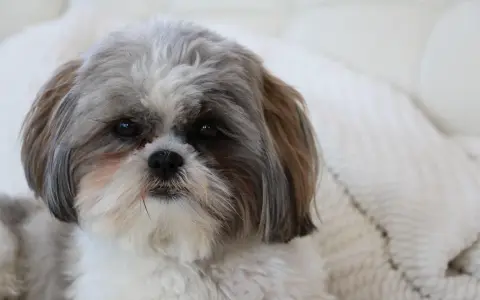Uroczy piesek rasy shih tzu, którego historia sięga starożytnych Chin, z puszystą sierścią i łagodnym spojrzeniem.
