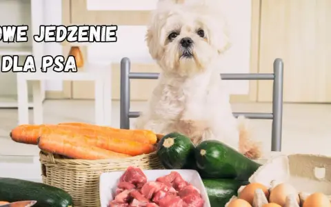 Biały piesek czeka na pyszne, domowe jedzenie dla psa: mięso, marchewki, cukinia i jajka.