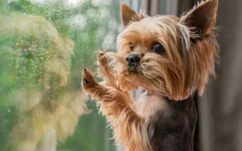 Yorkshire terrier z tęsknotą patrzy przez zaparowane okno. Czy lęk separacyjny u psa mija, gdy czeka na powrót właściciela?