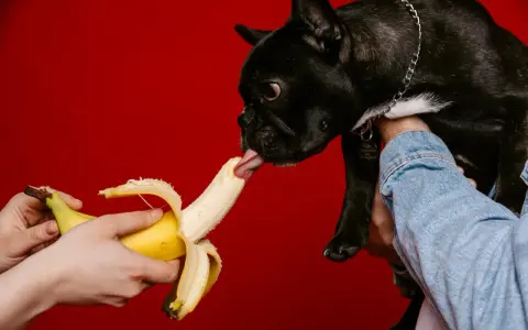 Czarny buldog francuski z językiem sięga po banana, sprawdzając, czy pies może jeść banana.