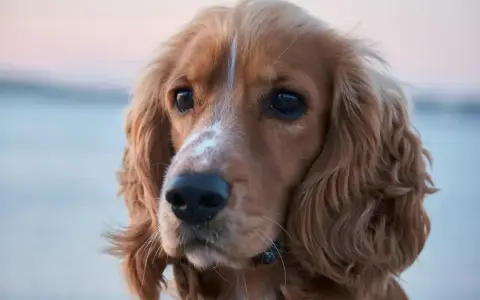 Uroczy cocker spaniel amerykański z błyszczącymi oczami i falującą sierścią.