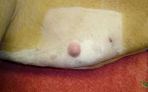 Widoczny mastocytoma u psa, różowy guzek na skórze, obok mniejsza zmiana.