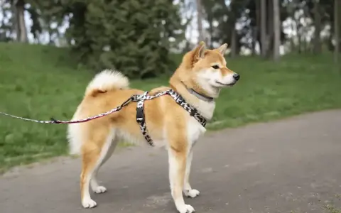 Shiba inu na spacerze, gotowy do nauki i zabawy. Wychowanie tego psa to czysta przyjemność.