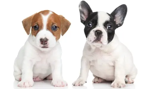 Dwa szczenięta: jeden piesek rasy Jack Russell Terrier, drugi piesek rasy buldog francuski. Oba siedzą na białym tle, patrząc wprost.