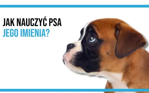 Uroczy szczeniak boksera słucha uważnie. Dowiedz się, jak nauczyć psa reagować na imię, by wasza więź była silniejsza.