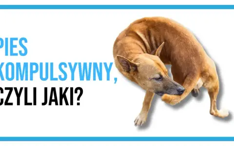 Pies kompulsywny, czyli jaki? Brązowy pies gryzie sobie łapę, co może świadczyć o zachowaniach kompulsywnych u psa.