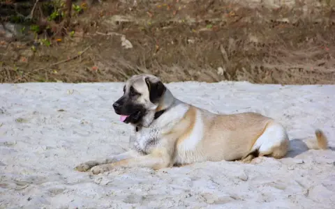 Duży kangal leży na piaszczystej plaży, jego imponujący wzrost i potężna budowa ciała robią wrażenie.