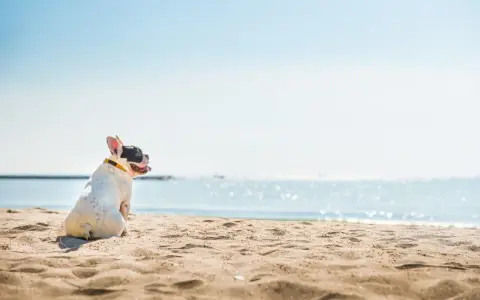 Francuski buldog cieszy się wakacjami z psem nad morzem, siedząc na piaszczystej plaży i patrząc na błękitną wodę.