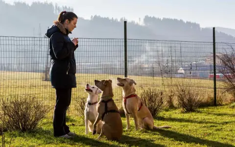 Doświadczony behawiorysta psów szkoli trzy psy na zielonej trawie. Psy siedzą grzecznie, patrząc na nią z uwagą.