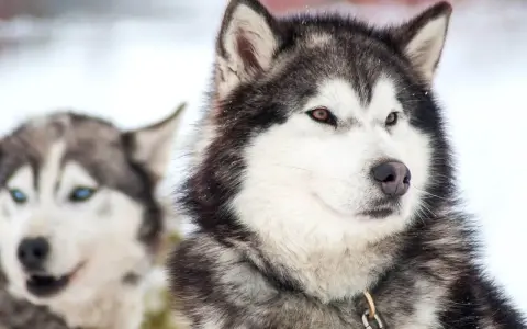 Dwa husky na śniegu. Jeden ma bursztynowy kolor oczu, drugi niebieskie.