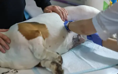 Weterynarz wykonuje sterylizację suki. Pies leży na stole zabiegowym, a lekarz w rękawiczkach zajmuje się jego brzuchem.