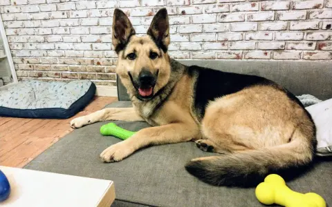 Uśmiechnięty owczarek niemiecki czeka na adopcję, leżąc na kanapie z zieloną zabawką.