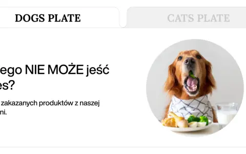 Złoty retriever z brokułem w pysku, obok talerz z jedzeniem i mlekiem. Temat: czego nie może jeść pies.