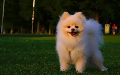 Puszysty pomeranian z obrożą, idealna waga dla tej rasy, stoi na trawie w parku.