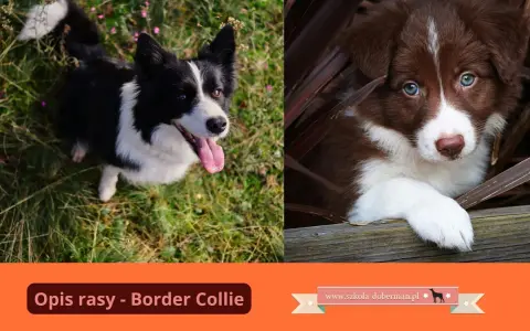Uroczy szczeniak border collie brązowy z niebieskimi oczami ukryty wśród liści. Obok dorosły pies tej rasy.