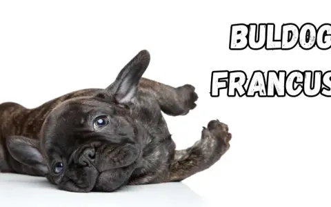 Uroczy buldog francuski leży na plecach, wyciągając łapki.