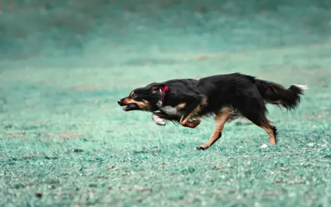Pies w szaleńczym pędzie, doświadczający **zoomies u psa**. Widać jego radość i energię podczas biegu po zielonej trawie.