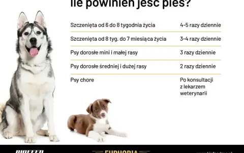 Tabela pokazuje zapotrzebowanie kaloryczne psa w zależności od wieku i rasy. Dorosłe psy średnich i dużych ras jedzą 2 razy dziennie.