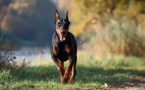 Czarny doberman z rudymi znaczeniami pędzi przez trawiasty teren. Jego charakterystyczne doberman kolory podkreślają jego sylwetkę.