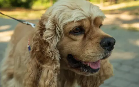 Uroczy cocker spaniel z długimi, falującymi uszami i błyszczącymi oczami, gotowy na spacer.