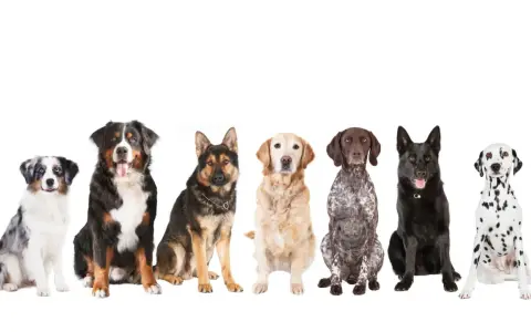 Siedem psów różnych ras, idealnych jako psy dla początkujących: australijski pies pasterski, bernardyn, owczarek niemiecki, golden retriever, pointer, czarny pies i dalmatyńczyk.