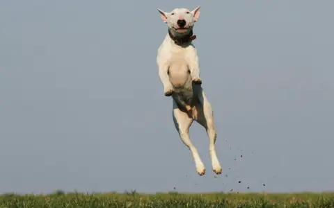 Biały bull terrier w skoku, z ziemią w locie. Czy pies może mieć ADHD? Ten energiczny skok sugeruje, że tak!